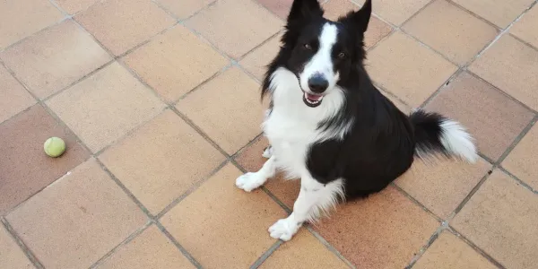 Dog with a Ball