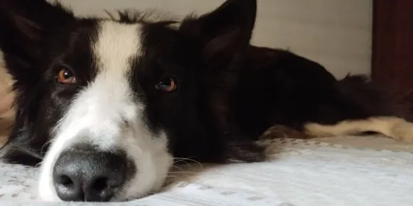 Dog Sleeping